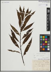 Foto von Salix alba L. x Salix fragilis L.